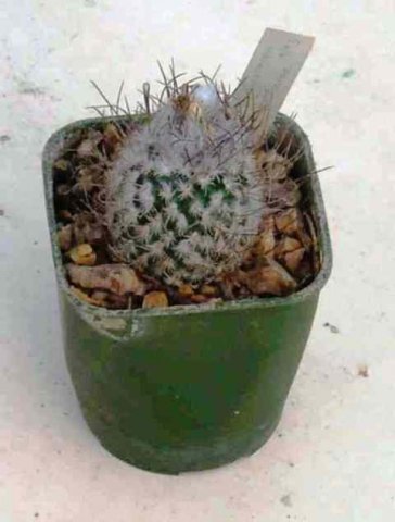 Turbinocarpus_dicksonae